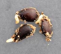 Wachsende Apfelbäume aus Samen. Växande äppelträd från frö. Økende epletrær fra frø. Kasvava omenapuita siemenistä. Crescer macieiras da semente.